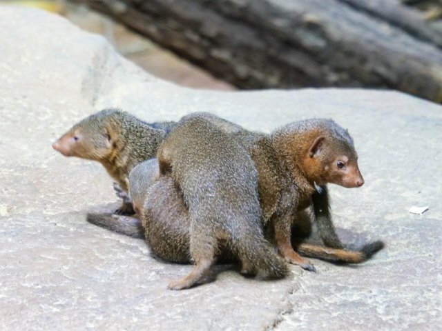 berlinzoo12